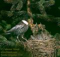 Turdus_torquatus_2224