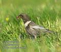 Turdus_torquatus_ea6580