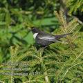 Turdus_torquatus_ed1255