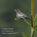 Turdus_torquatus_ed1277