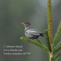 Turdus_torquatus_ed1304