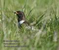 Turdus_torquatus_kb6034