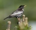 Turdus_torquatus_kb6036