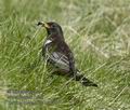 Turdus_torquatus_kb6037