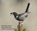 Turdus_torquatus_kb6044