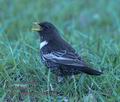 Turdus_torquatus_r995356