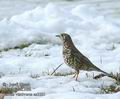 Turdus_viscivorus_aa3321