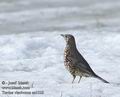 Turdus_viscivorus_aa3328