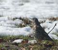 Turdus_viscivorus_aa3334