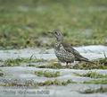 Turdus_viscivorus_dc6429