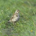 Turdus_viscivorus_ea6601