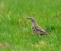 Turdus_viscivorus_ha5574