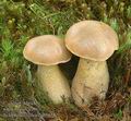 Tylopilus_felleus_ab5658