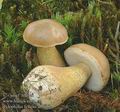 Tylopilus_felleus_ab5662