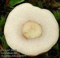 Tylopilus_felleus_ab5679