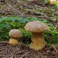 Tylopilus_felleus_bd2902