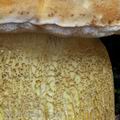 Tylopilus_felleus_bd2903