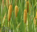 Typha_laxmanii_a5155