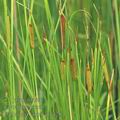 Typha_laxmannii_af1420