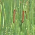 Typha_laxmannii_af1426