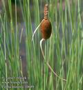 Typha_minima_10699