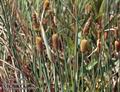 Typha_minima_11569