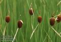 Typha_minima_a306