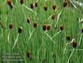 Typha_minima_a308