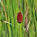 Typha_minima_be0239