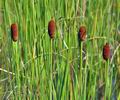 Typha_minima_be0240