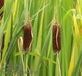 Typha_schuttleworthii_a5146