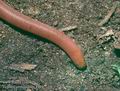 Typhlops_vermicularis_8139
