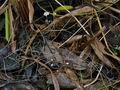 Typhula_phacorrhiza_bt0611