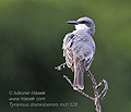 Tyrannus_dominicensis_md1328