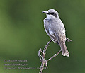 Tyrannus_dominicensis_md1341