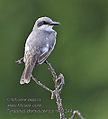 Tyrannus_dominicensis_md1344