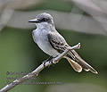 Tyrannus_dominicensis_md1368