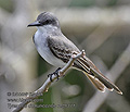 Tyrannus_dominicensis_md1371