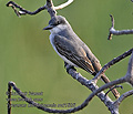 Tyrannus_dominicensis_md1525