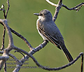 Tyrannus_dominicensis_md1547