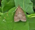 Udea_prunalis_bu1127