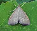 Udea_prunalis_hz9807