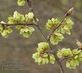 Ulmus_laevis_aa6049