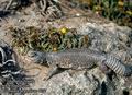 Uromastix_aegypticus