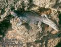 Uromastix_aegypticus