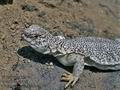 Uromastyx_acanthinura_8190