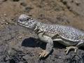 Uromastyx_acanthinura_8191