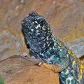 Uromastyx_ornata_be1814