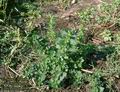 Urtica_urens_4987