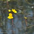 Utricularia_australis_bd4776